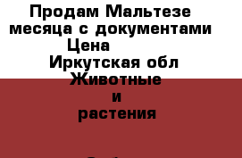 Продам Мальтезе 4 месяца с документами.  › Цена ­ 12 000 - Иркутская обл. Животные и растения » Собаки   . Иркутская обл.